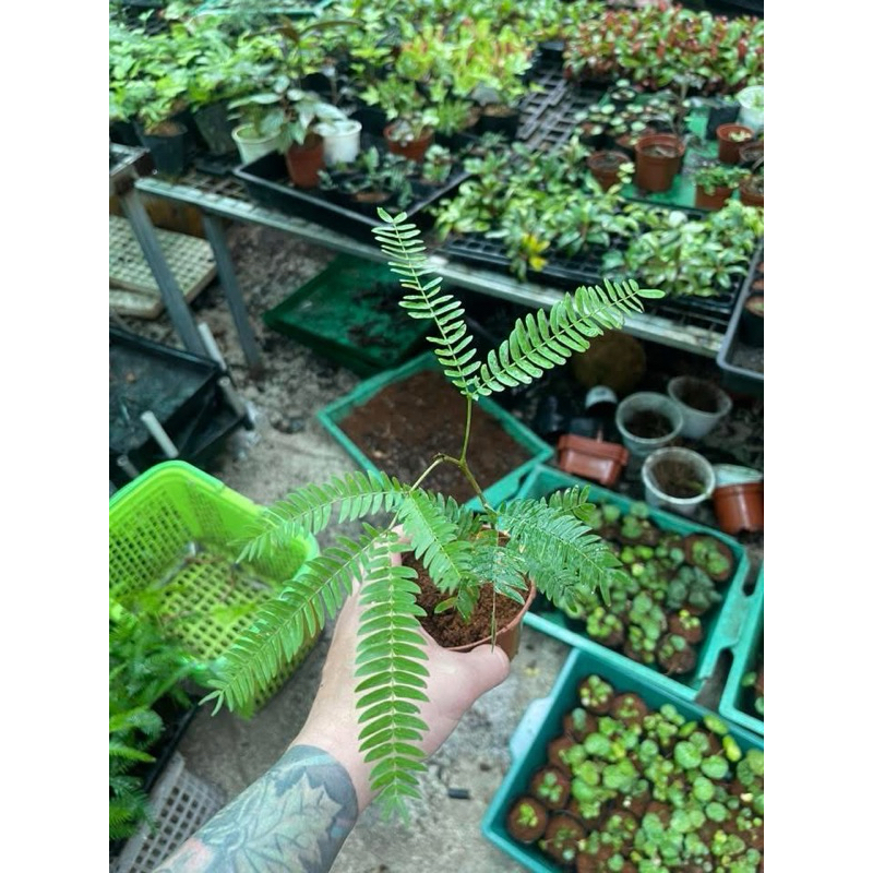 Phượng nước  ( Pithecellobium confertum )