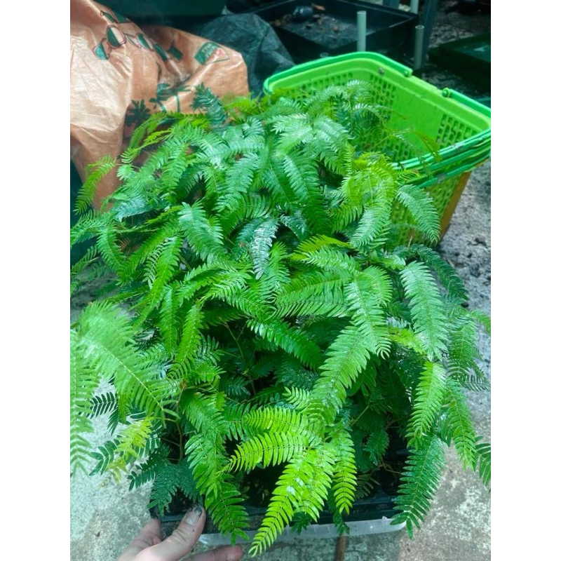 Phượng nước  ( Pithecellobium confertum )