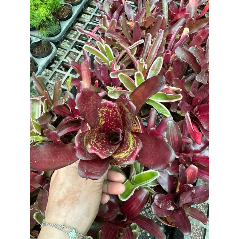 chậu dứa nam mỹ