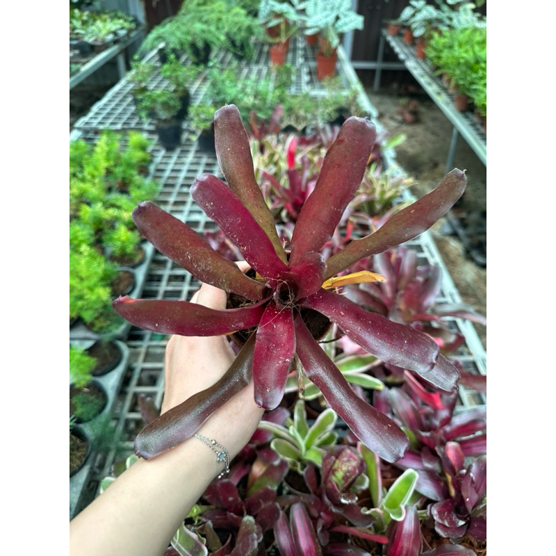 chậu dứa nam mỹ