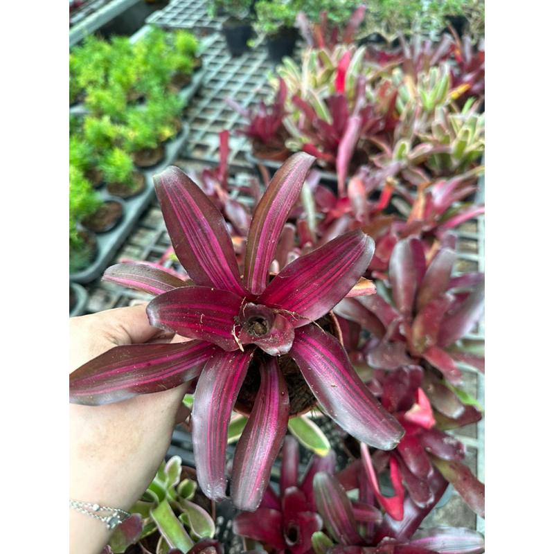 chậu dứa nam mỹ
