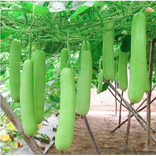 Hạt giống Bầu Sao Lai vỏ trắng F1, kháng sâu bệnh tốt, sinh trưởng phát triển khoẻ- gói 10 hạt
