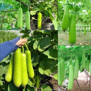 Hạt giống Bầu Sao Lai vỏ trắng F1, kháng sâu bệnh tốt, sinh trưởng phát triển khoẻ- gói 10 hạt