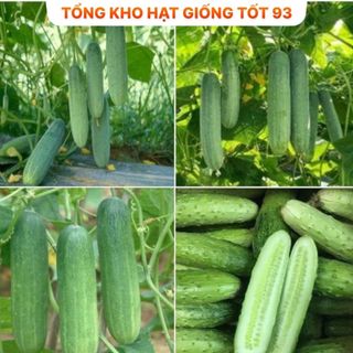 Hạt giống dưa chuột nếp cao sản