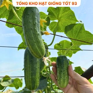 Hạt giống dưa chuột nếp Năng Suất cao Hàng Công ty loại 1