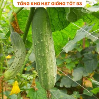 Hạt giống dưa chuột nếp Năng Suất cao Hàng Công ty loại 1