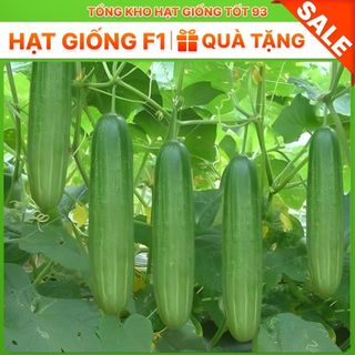 Hạt giống dưa chuột nếp cao sản