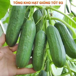 Hạt giống dưa chuột nếp Năng Suất cao Hàng Công ty loại 1