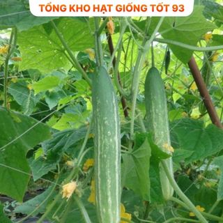 Hạt giống dưa chuột nếp Năng Suất cao Hàng Công ty loại 1