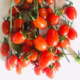 Hạt giống cà chua cherry đỏ F1 VA.710, phát triển khoẻ, kháng sâu bệnh - gói 50 hạt