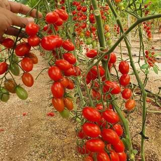 Hạt giống cà chua cherry đỏ F1 VA.710, phát triển khoẻ, kháng sâu bệnh - gói 50 hạt