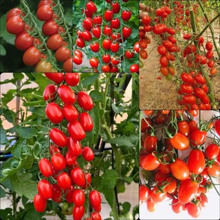 Hạt giống cà chua cherry đỏ F1 VA.710, phát triển khoẻ, kháng sâu bệnh - gói 50 hạt
