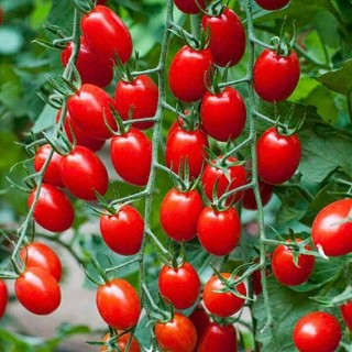 Hạt giống cà chua cherry đỏ F1 VA.710, phát triển khoẻ, kháng sâu bệnh - gói 50 hạt