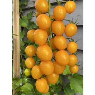 Hạt giống cà chua cherry vàng F1 VA.72, kháng sâu bệnh tốt, gieo trồng quanh năm - gói 50 hạt