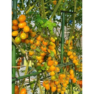 Hạt giống cà chua cherry vàng F1 VA.72, kháng sâu bệnh tốt, gieo trồng quanh năm - gói 50 hạt