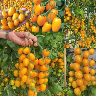 Hạt giống cà chua cherry vàng F1 VA.72, kháng sâu bệnh tốt, gieo trồng quanh năm - gói 50 hạt