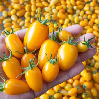 Hạt giống cà chua cherry vàng F1 VA.72, kháng sâu bệnh tốt, gieo trồng quanh năm - gói 50 hạt