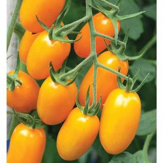 Hạt giống cà chua cherry vàng F1 VA.72, kháng sâu bệnh tốt, gieo trồng quanh năm - gói 50 hạt