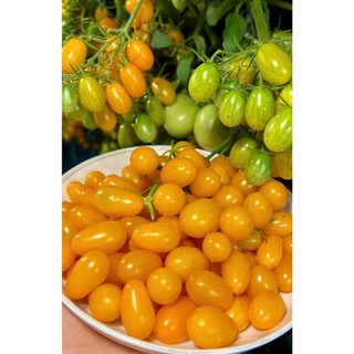 Hạt giống cà chua cherry vàng F1 VA.72, kháng sâu bệnh tốt, gieo trồng quanh năm - gói 50 hạt