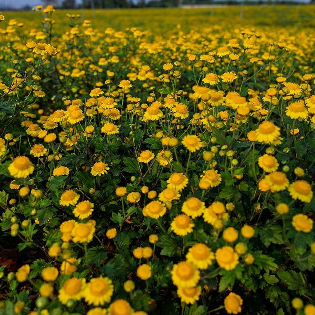 SÁP HOA CÚC KAROSE CHAMOMILE 110G