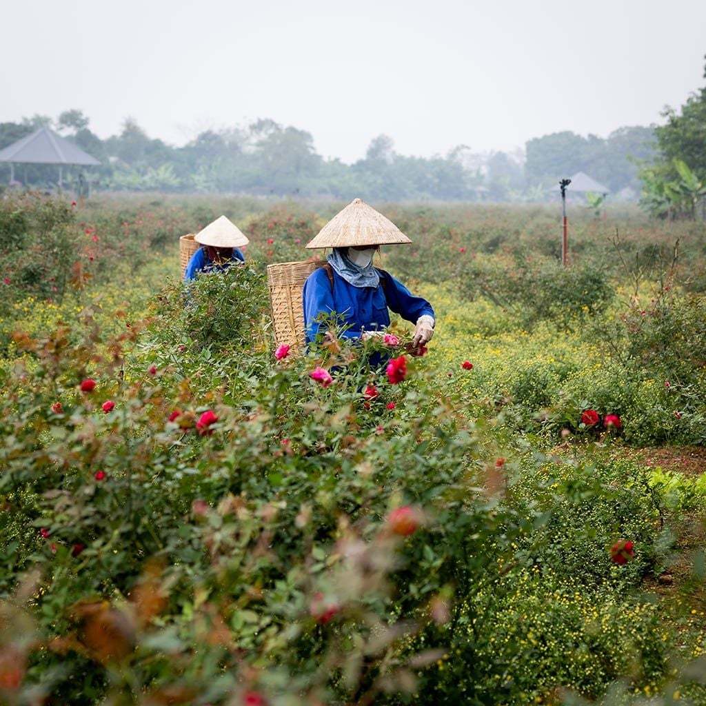 Trà hoa hồng  Karose Sip 15g
