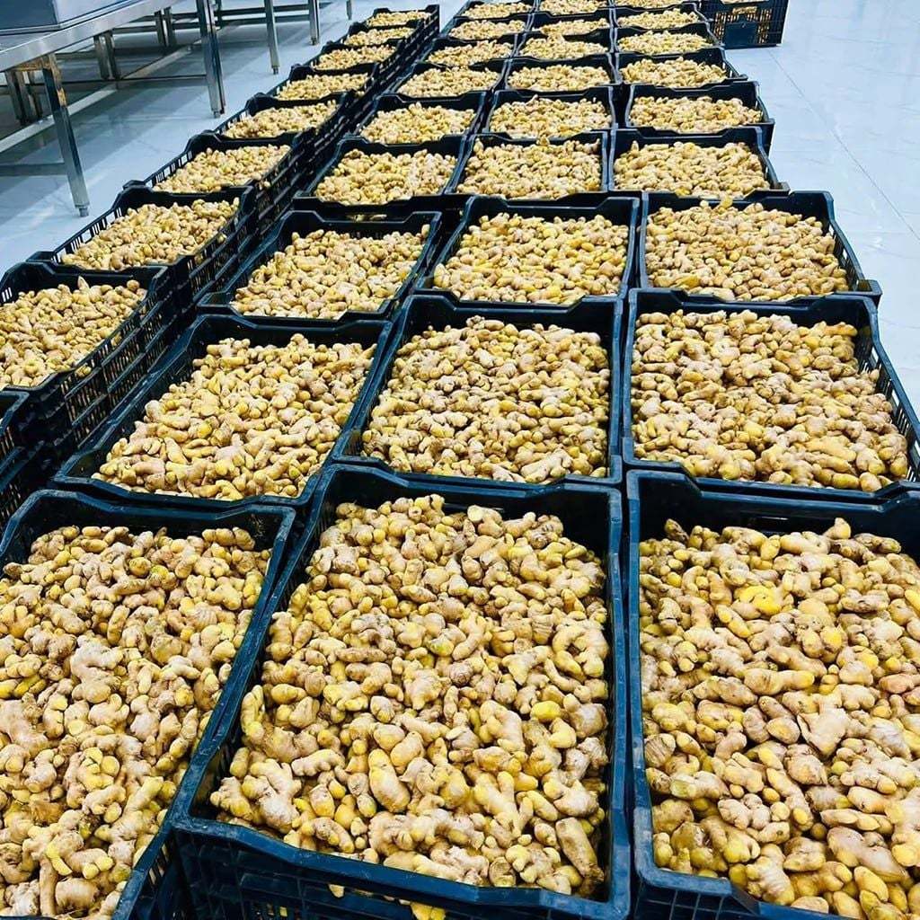 Trà gừng hữu cơ Karose 100g