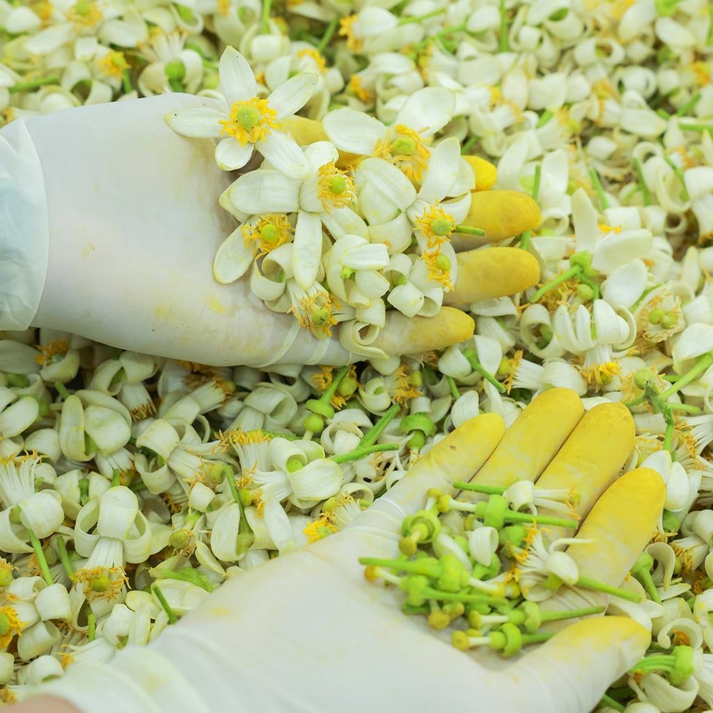 Tinh dầu hoa bưởi 100% nguyên chất