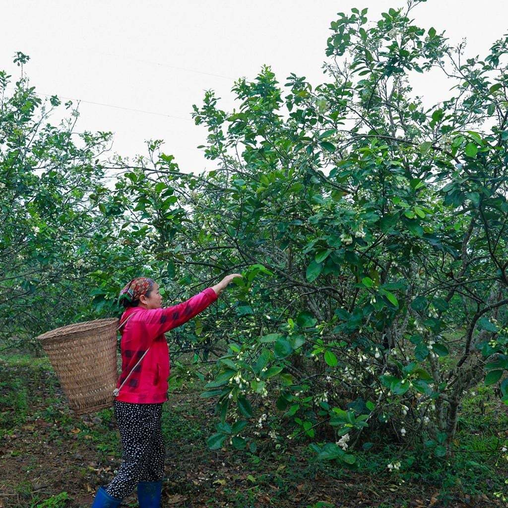 Tinh dầu hoa bưởi 100% nguyên chất