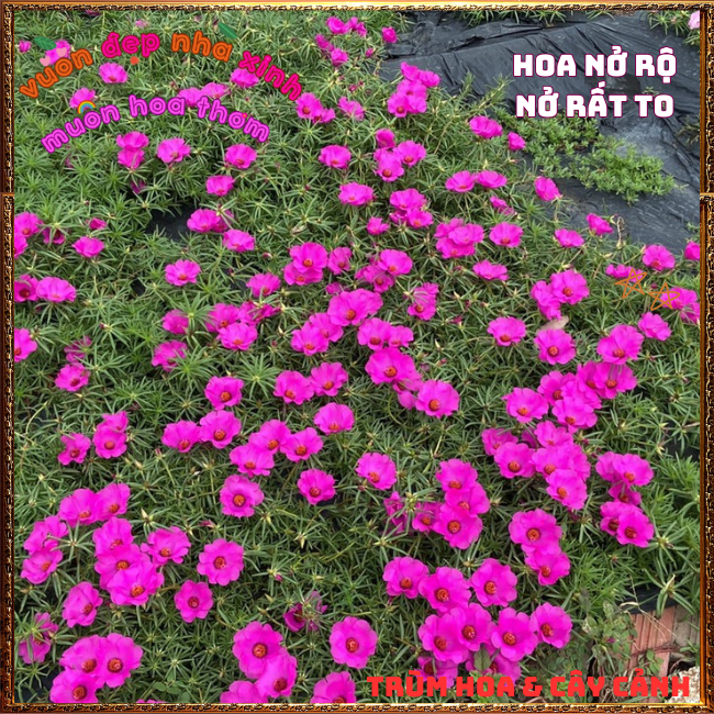 2 ký mười giờ mỹ hoa to chỉ 1 màu tím