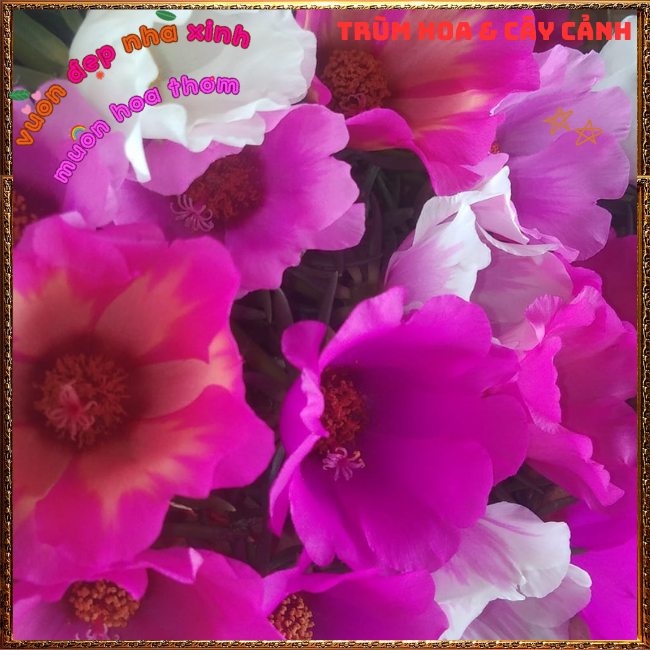 2 ký mười giờ mỹ hoa to chỉ 1 màu tím