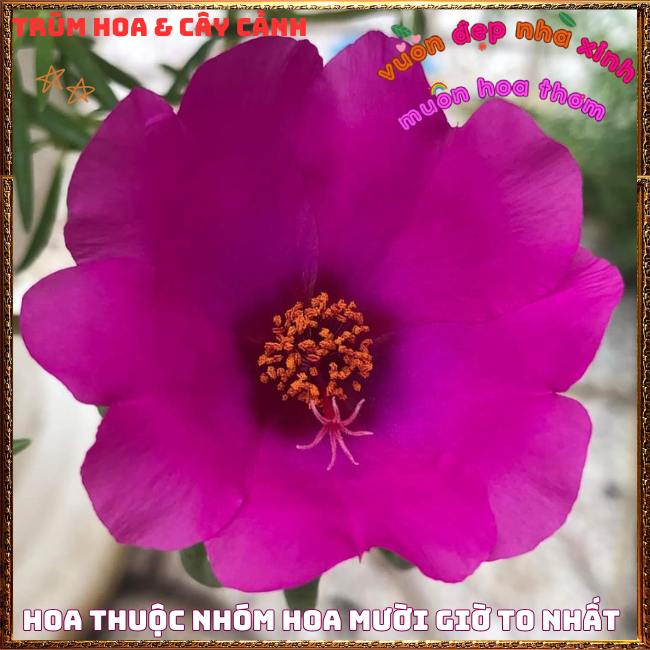 2 ký mười giờ mỹ hoa to chỉ 1 màu tím