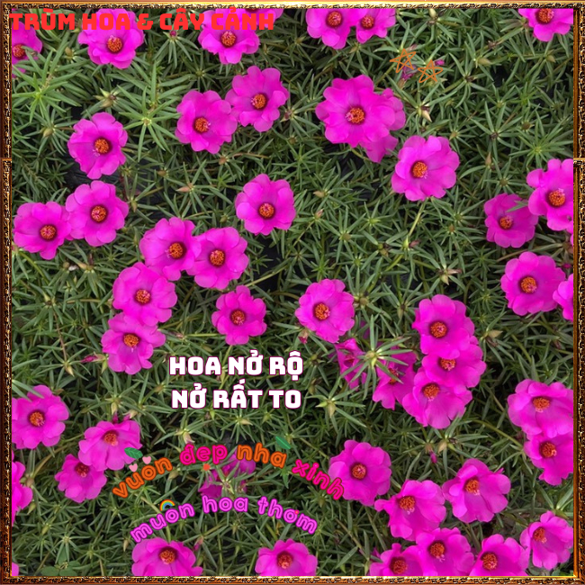 2 ký mười giờ mỹ hoa to chỉ 1 màu tím