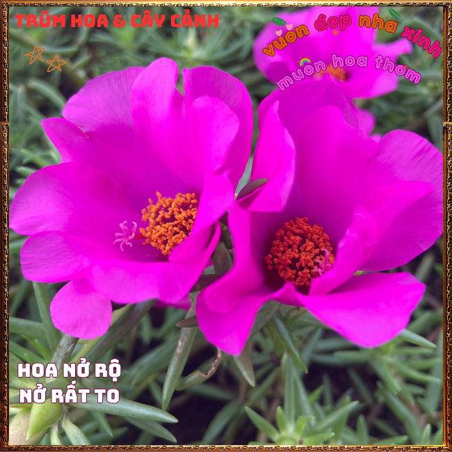 2 ký mười giờ mỹ hoa to chỉ 1 màu tím