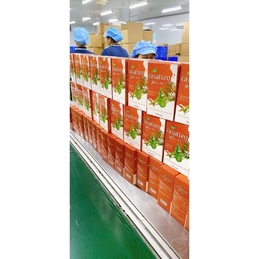 Trà Cà Gai Leo Rau Má Chính Hãng Cao Cấp ✅ Trà mát gan thanh nhiệt giải độc đẹp sáng da tăng cường sức khỏe hộp 30 gói