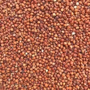 Hạt Bo Bo Đỏ (Ý Dĩ) Cho Chim Cảnh, Vẹt, Cu Gáy – Hạt Sạch Dinh Dưỡng 500g/1Kg