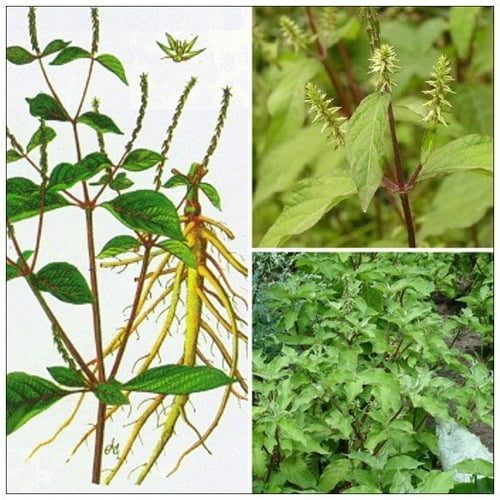 Ngưu tất bắc khô thượng hạng JINDO 1kg tốt cho sức khỏe