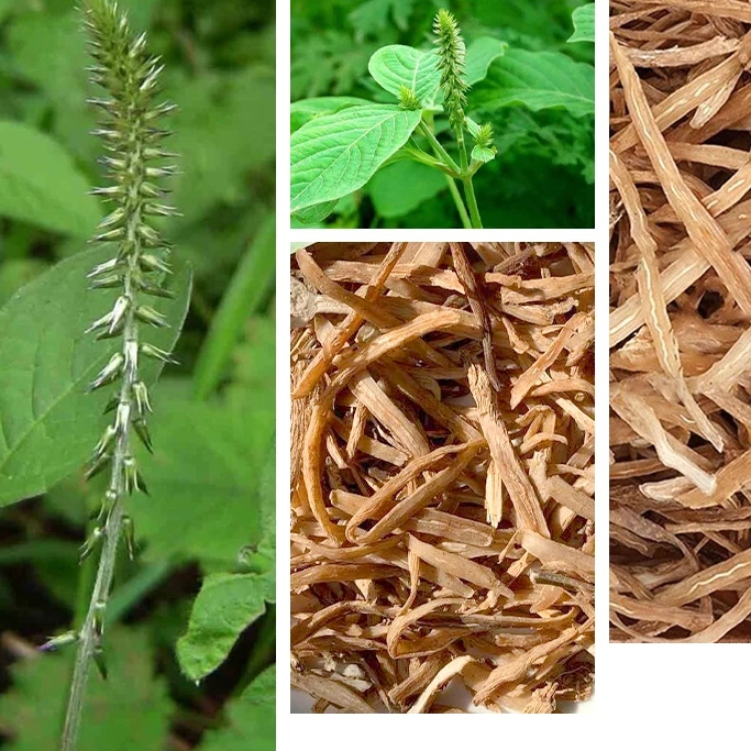Ngưu tất bắc khô thượng hạng JINDO 1kg tốt cho sức khỏe