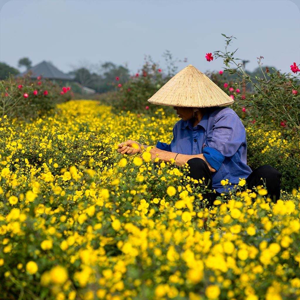 SÁP HOA CÚC KAROSE CHAMOMILE 110G