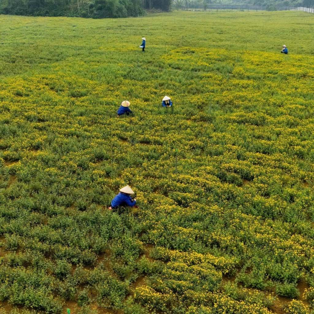SÁP HOA CÚC KAROSE CHAMOMILE 110G