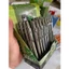 Bút Chì Kim Thân Sắt Việt Lợi VLM - 1016