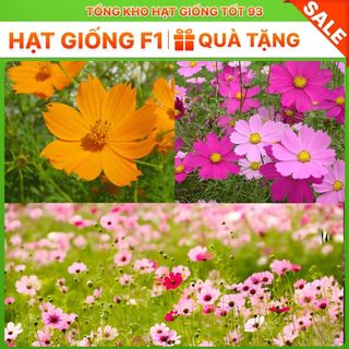 Hạt Giống Hoa Sao Nhái Nảy Mầm 100% - Hàng công Ty Loại 1