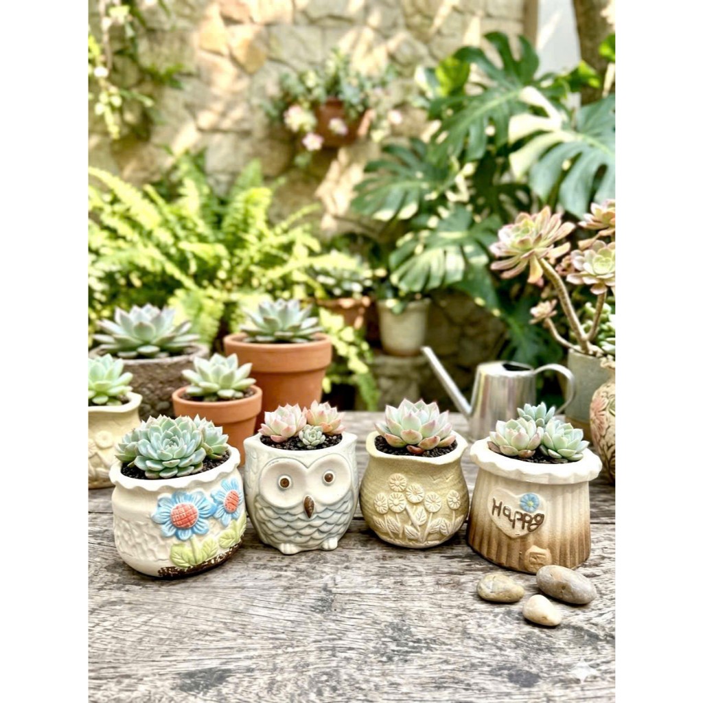 Chậu Trồng Sen Đá, Chậu Trồng Sen Đá Gốm Sứ Vintage, Chậu Cây Mini Decor Xinh Xắn