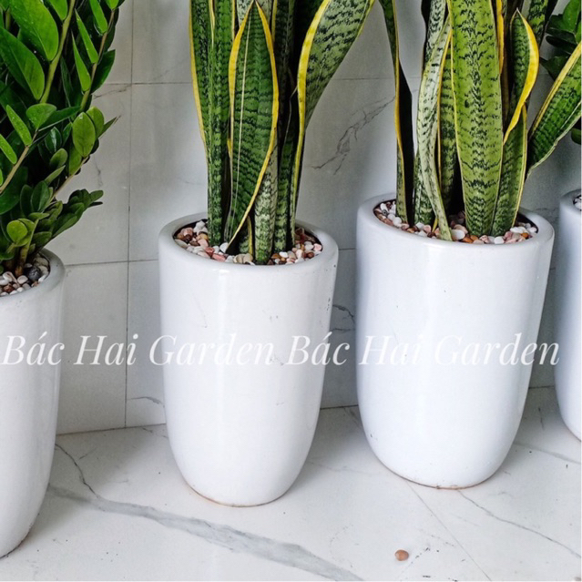 CHẬU SỨ TRỒNG CÂY CHẤT LIỆU MEN SỨ TRƠN TRẮNG 3 size phù hợp trồng cây trong nhà, ngoài trời bền đẹp, không bám bụi