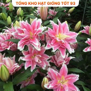 Củ ly trồng tết , ly kép, 8 - 12 bông ra hoa 100%, hàng công ty Nhập khẩu Loại 1