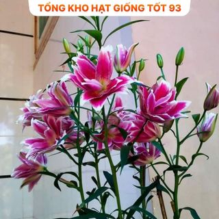 Củ ly trồng tết , ly kép, 8 - 12 bông ra hoa 100%, hàng công ty Nhập khẩu Loại 1