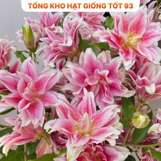 Củ ly trồng tết , ly kép, 8 - 12 bông ra hoa 100%, hàng công ty Nhập khẩu Loại 1