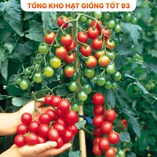 Hạt giống Cà chua Bi Đỏ F1 hàng công ty Loại 1
