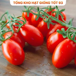 Hạt giống Cà chua Bi Đỏ F1 hàng công ty Loại 1