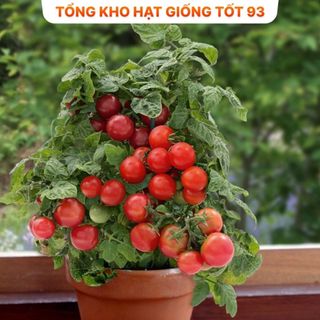 Hạt giống Cà chua Bi Đỏ F1 hàng công ty Loại 1