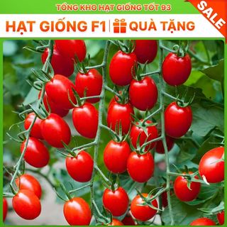 Hạt giống Cà chua Bi Đỏ F1 hàng công ty Loại 1